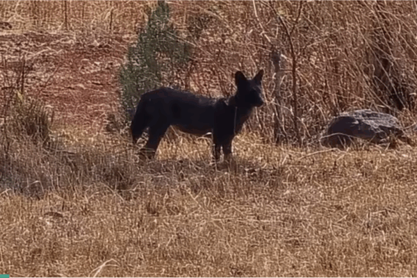 Rare Black Dhole Spotted in Maharashtra: First Sighting Since 1936